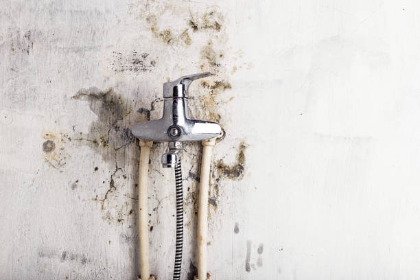 Best Mold Cleaning Services  in Ellsworth, WI