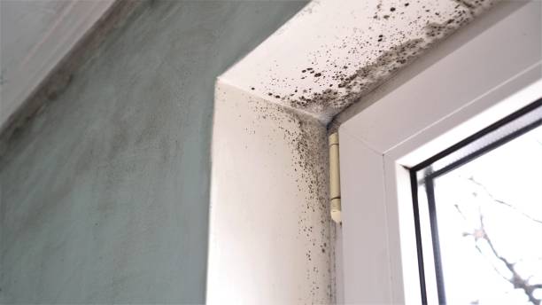 Best Crawl Space Mold Removal  in Ellsworth, WI