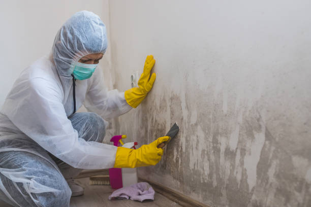 Best Black Mold Removal  in Ellsworth, WI