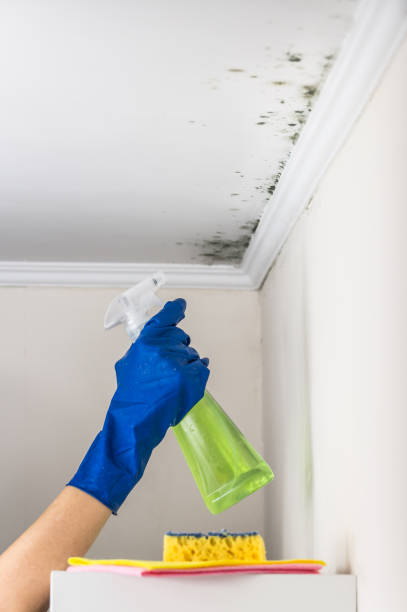Best Attic Mold Removal  in Ellsworth, WI